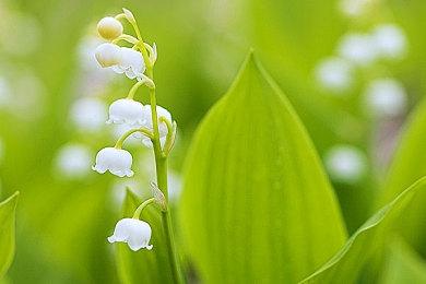 官宣！《最后的生还者》将登陆PC和PS5